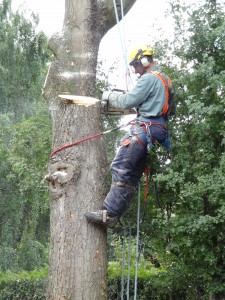 Main photo for Holme Valley Tree Services