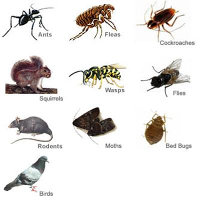 Main photo for Discreet Pest Control Services