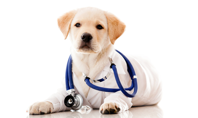 Swan Veterinary Practice - Vets - 01224 722437 - Aberdeen | thomsonlocal