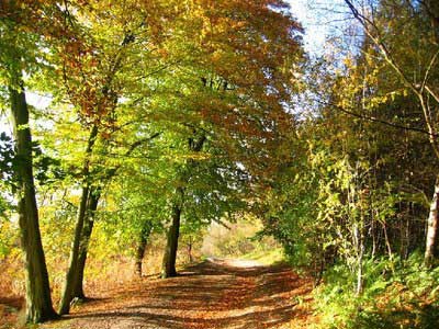 An example of Delamere Forest on the Funeral Directors in Cheshire page on Thomson Local.